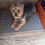 dog, pet, animal, fur, brown, black, small_dog, indoor, floor, mat, wooden_floor, curious, looking_up, cute, companion, domestic, household, cozy, resting, canine