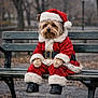 dog, santa_claus_costume, bench, outdoor, park, autumn, leaves, cute, pet, festive, holiday, winter_clothing, canine, puppy, fur, boots, hat, red, white, seasonal