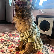 Vander is registered to the contest to win money with this photo: cat, maine_coon, pet_clothing, shirt, indoor, rug, floral_pattern, potted_plant, cat_house, window, curtains, door, flooring, feline, animal, sitting, fur, whiskers, ears, eyes