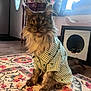 cat, maine_coon, pet_clothing, shirt, indoor, rug, floral_pattern, potted_plant, cat_house, window, curtains, door, flooring, feline, animal, sitting, fur, whiskers, ears, eyes