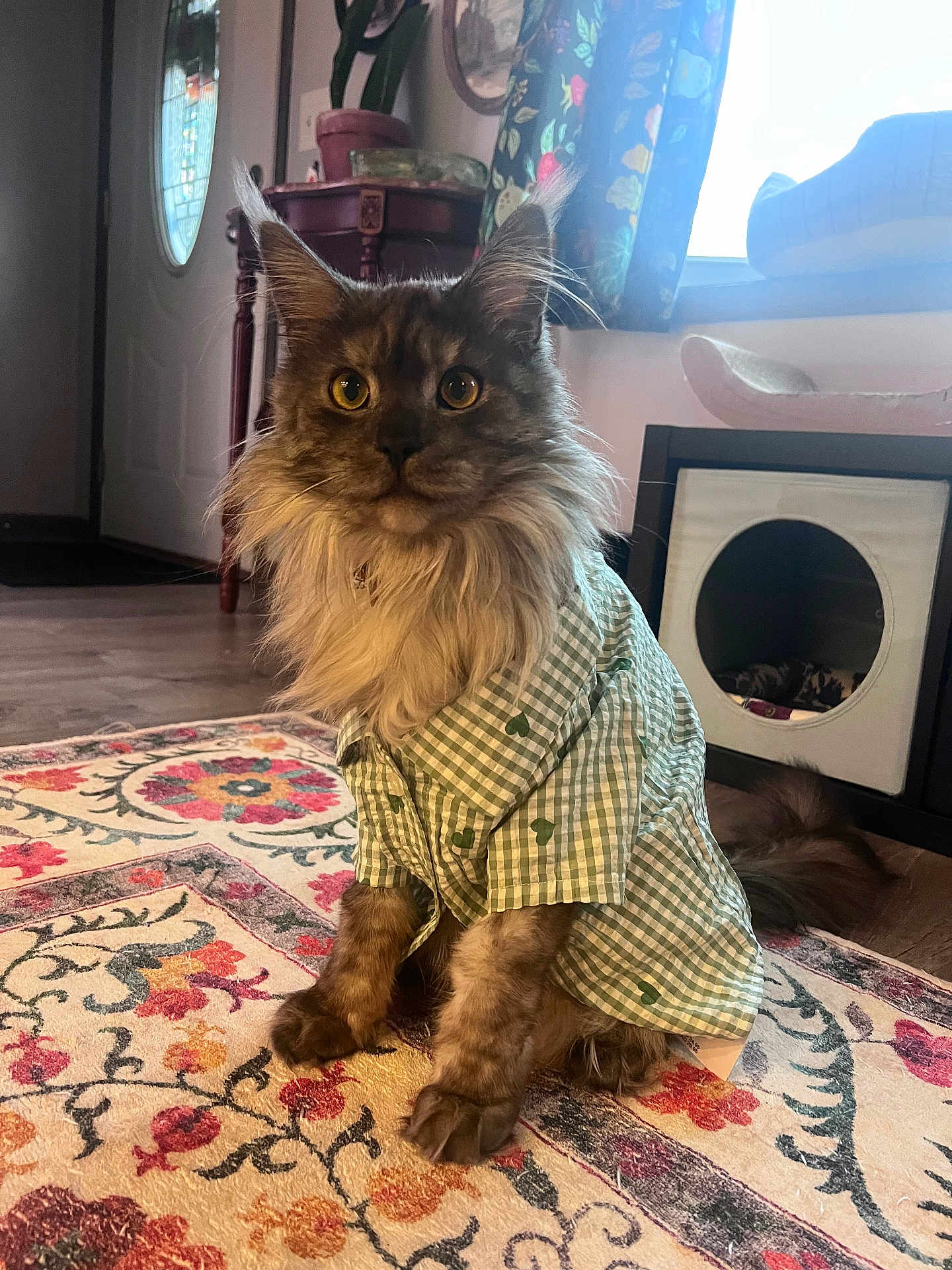 Vander is registered to the contest to win money with this photo: cat, maine_coon, pet_clothing, shirt, indoor, rug, floral_pattern, potted_plant, cat_house, window, curtains, door, flooring, feline, animal, sitting, fur, whiskers, ears, eyes
