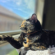 Sunday is registered to the contest to win money with this photo: cat, tortoiseshell, pet, indoor, window, sunlight, paw, collar, tag, fluffy, blanket, relaxed, feline, side_view, looking_out, domestic_animal, fur, whiskers, resting, daylight