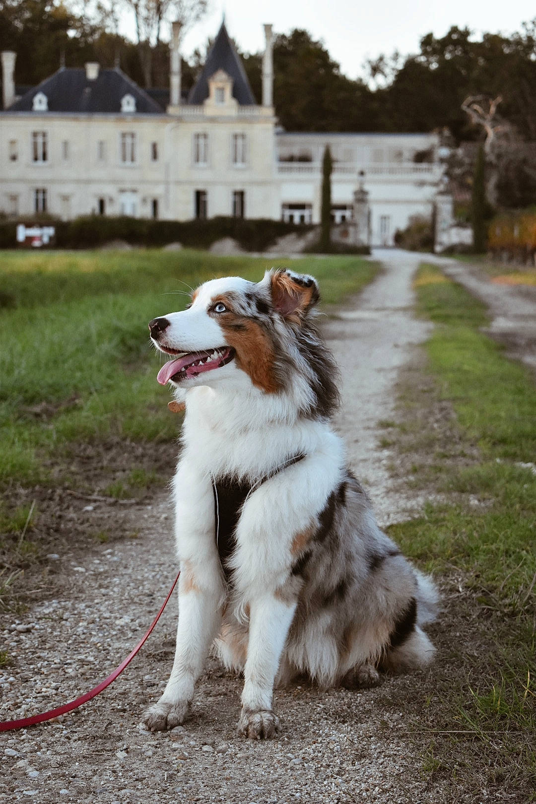 Sundae participe au concours pour gagner de l'argent avec cette photo : building, canidae, carnivore, collar, companion_dog, dog, dog_breed, fur, grass, herding_dog, house, leash, plant, sky, snout, sporting_group, tail, tree, whiskers, window