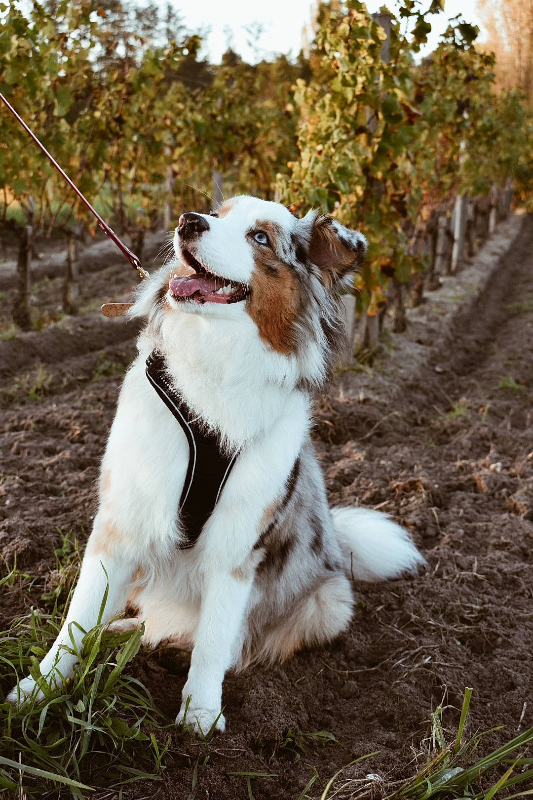 Sundae a rejoint le concours — aidez-le/la à gagner de superbes lots ! carnivore, collar, collie, companion_dog, dog, dog_breed, dog_collar, dog_walking, fawn, felidae, fur, grass, leash, plant, small_to_medium_sized_cats, spaniel, sporting_group, tail, tree, whiskers