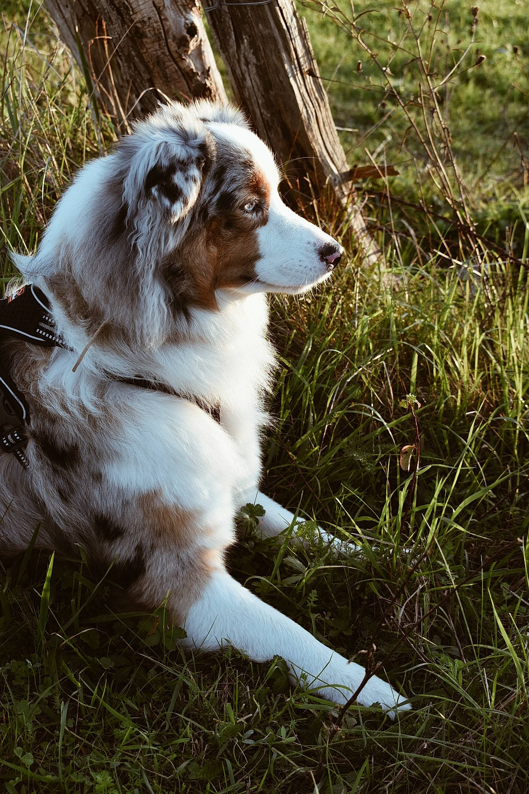 Sundae a rejoint le concours — aidez-le/la à gagner de superbes lots ! australian_shepherd, canidae, carnivore, companion_dog, dog, dog_breed, fawn, fur, grass, herding_dog, plant, snout, sporting_group, terrestrial_animal, tree, whiskers, wildlife, working_dog