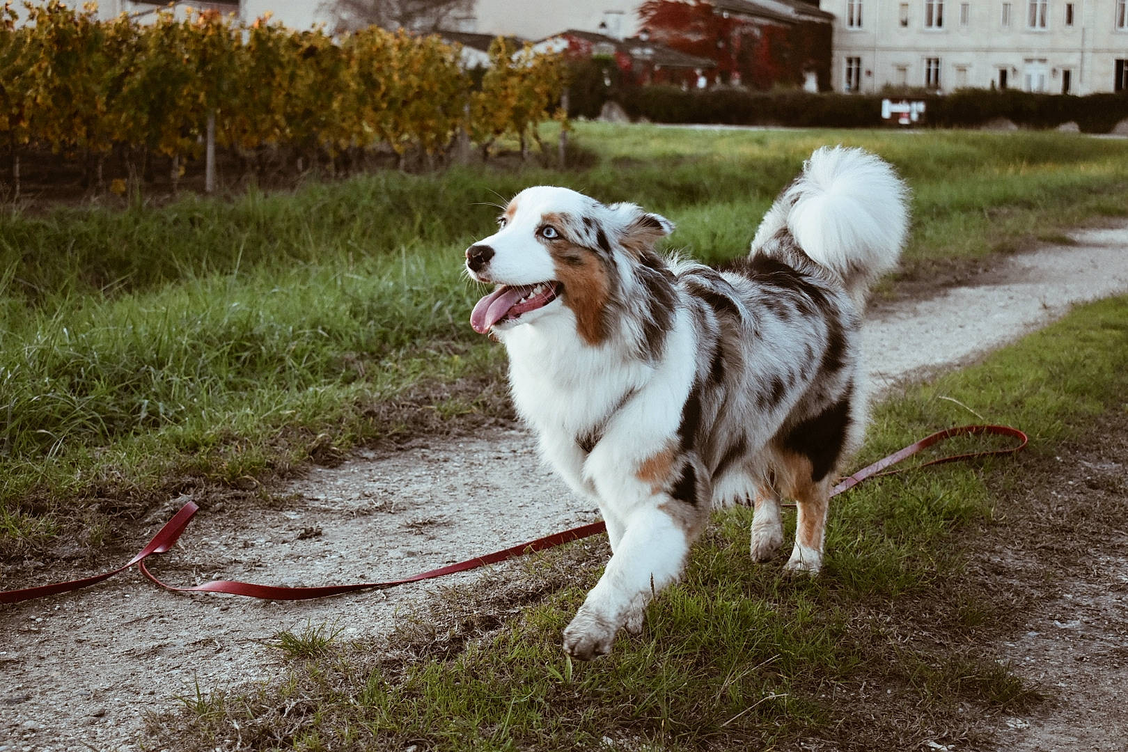 Sundae participe au concours pour gagner de l'argent avec cette photo : building, canidae, carnivore, collar, companion_dog, dog, dog_breed, dog_collar, fawn, fur, grass, gun_dog, leash, plant, snout, sporting_group, tail, tree, window, working_dog