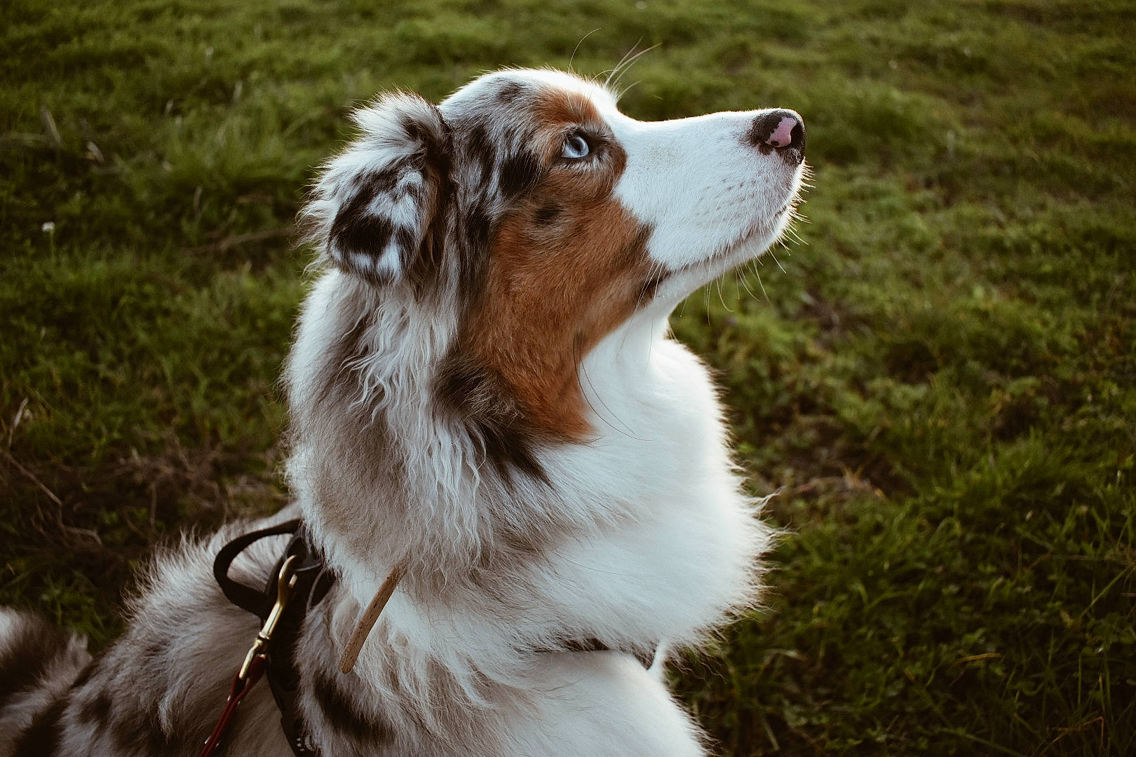 Sundae participe au concours pour gagner de l'argent avec cette photo : australian_shepherd, canidae, carnivore, collie, companion_dog, dog, dog_breed, fang, fawn, fur, grass, herding_dog, liver, plant, rough_collie, shetland_sheepdog, snout, sporting_group, terrestrial_animal, whiskers