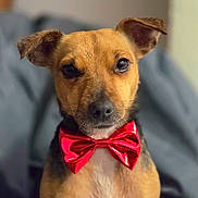 Suzy a rejoint le concours — aidez-le/la à gagner de superbes lots ! dog, puppy, pet, portrait, bow_tie, red_bow_tie, brown_fur, short_hair, floppy_ears, big_eyes, black_nose, sitting, indoors, couch, close_up, centered, cute, formal_wear, companion_animal, photography