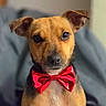 dog, puppy, pet, portrait, bow_tie, red_bow_tie, brown_fur, short_hair, floppy_ears, big_eyes, black_nose, sitting, indoors, couch, close_up, centered, cute, formal_wear, companion_animal, photography