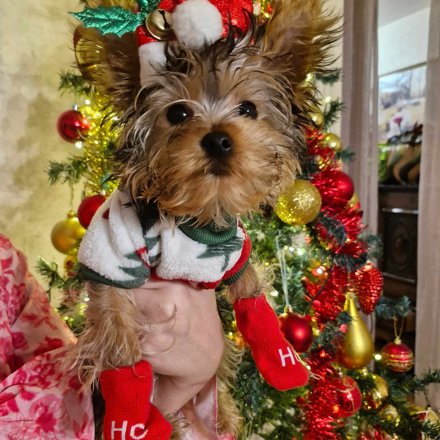 Violette a rejoint le concours — aidez-le/la à gagner de superbes lots ! animal, canine, christmas, christmasdecorations, clothing, dog, face, festival, head, hosiery, person, pet, photography, plant, portrait, pottedplant, puppy, sock, terrier, tree