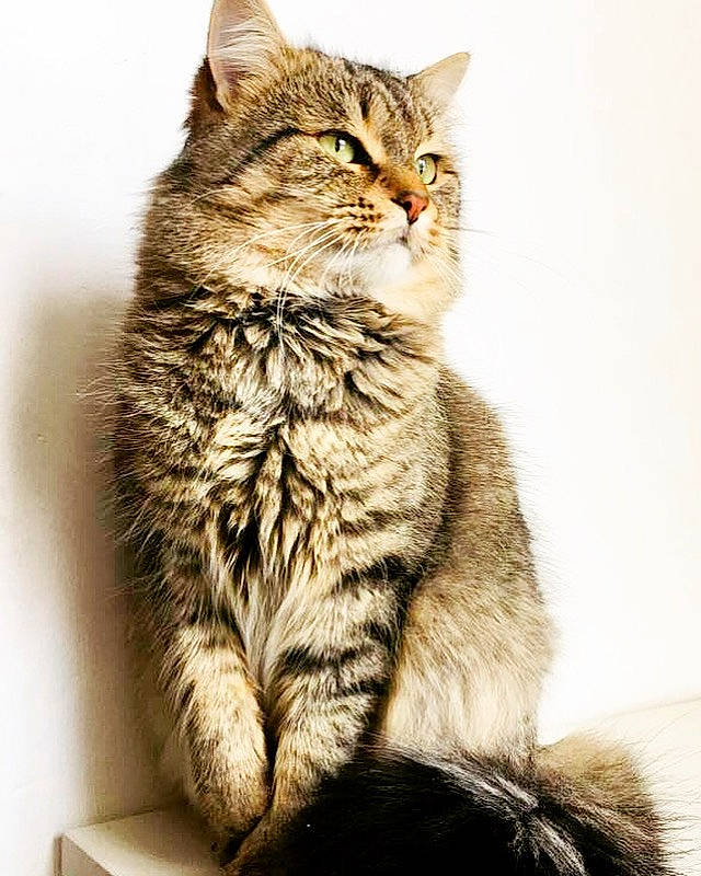 Micha participe au concours pour gagner de l'argent avec cette photo : carnivore, cat, claw, domestic_short_haired_cat, ear, felidae, fur, paw, siberian, sitting, small_to_medium_sized_cats, snout, tail, terrestrial_animal, whiskers, wildlife