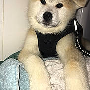 Olya a rejoint le concours — aidez-le/la à gagner de superbes lots ! akita, akita_inu, alaskan_klee_kai, carnivoran, dog, dog_breed, dog_breed_group, dog_like_mammal, fur, german_spitz, hokkaido, kishu, mammal, norwegian_buhund, puppy, sakhalin_husky, shiba_inu, snout, spitz, whiskers