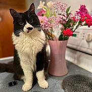 Lola is registered to the contest to win money with this photo: angora, animal, cat, daisy, flower, flowerarrangement, flowerbouquet, geranium, indoors, interiordesign, jar, kitten, manx, pet, petal, plant, planter, pottedplant, pottery, vase