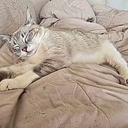 Lotto is registered to the contest to win money with this photo: animal, beige, blanket, cat, comfortable, cozy, cute, feline, fur, home, indoor, nap, paws, peaceful, pet, relaxed, resting, sleeping, soft, whiskers