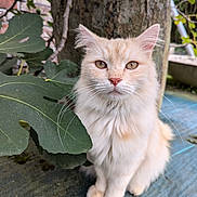 Dory a rejoint le concours — aidez-le/la à gagner de superbes lots ! cat, cream_colored, fluffy, sitting, leaf, green_leaf, outdoor, nature, plant, stone, whiskers, ears, eyes, fur, pet, animal, close_up, portrait, calm, quiet