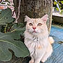 Dory a rejoint le concours — aidez-le/la à gagner de superbes lots ! cat, fluffy, cream_colored, sitting, tree_trunk, green_leaves, outdoor, garden, plant, whiskers, pet, animal, fur, curious, close_up, nature, daylight, floor, eyes, paws