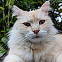 Dory participe au concours pour gagner de l'argent avec cette photo : cat, fluffy, cream_colored, whiskers, ears, eyes, nose, outdoor, greenery, nature, close_up, pet, animal, feline, portrait, cute, soft, fur, relaxed, calm