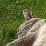 Minette participe au concours pour gagner de l'argent avec cette photo : cat, sleeping, grass, outdoor, fur, whiskers, ear, close_up, nature, relaxation, animal, pet, peaceful, mammal, soft, rest, green, blur, daylight, calm