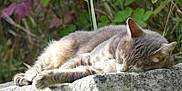 Minette participe au concours pour gagner de l'argent avec cette photo : cat, tabby_cat, sleeping, outdoor, stone, nature, greenery, fur, animal, resting, peaceful, sunlight, closeup, mammal, relaxation, whiskers, ears, paw, quiet, daytime