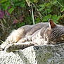 cat, tabby_cat, sleeping, outdoor, stone, nature, greenery, fur, animal, resting, peaceful, sunlight, closeup, mammal, relaxation, whiskers, ears, paw, quiet, daytime