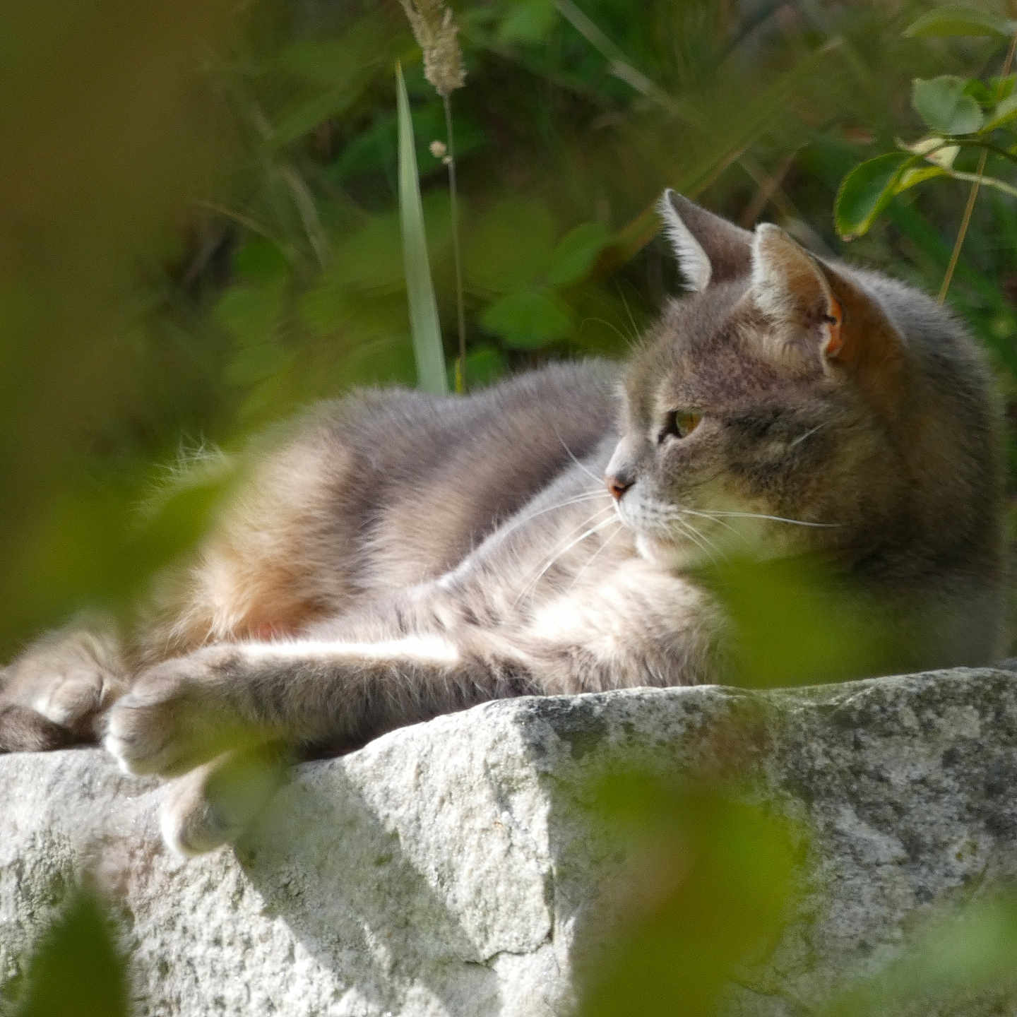 Minette a rejoint le concours — aidez-le/la à gagner de superbes lots ! animal, blurred_background, calm, cat, closeup, feline, fur, gray_cat, greenery, mammal, nature, outdoor, peaceful, pet, relaxing, resting, stone, sunlight, whiskers, wildlife