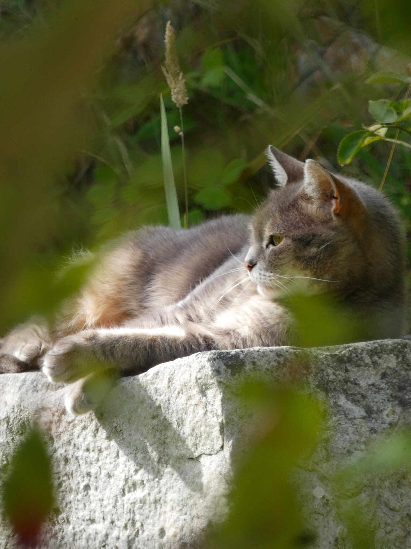 Minette a rejoint le concours — aidez-le/la à gagner de superbes lots ! cat, gray_cat, animal, pet, outdoor, nature, stone, sunlight, greenery, relaxing, feline, whiskers, fur, closeup, resting, calm, peaceful, blurred_background, wildlife, mammal