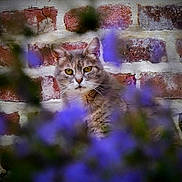 Minette a rejoint le concours — aidez-le/la à gagner de superbes lots ! cat, tabby, animal, pet, flower, purple_flower, blur, brick_wall, outdoor, nature, curious, face, whiskers, ears, fur, green_eyes, closeup, portrait, garden, background