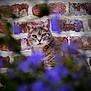 cat, tabby, animal, pet, flower, purple_flower, blur, brick_wall, outdoor, nature, curious, face, whiskers, ears, fur, green_eyes, closeup, portrait, garden, background