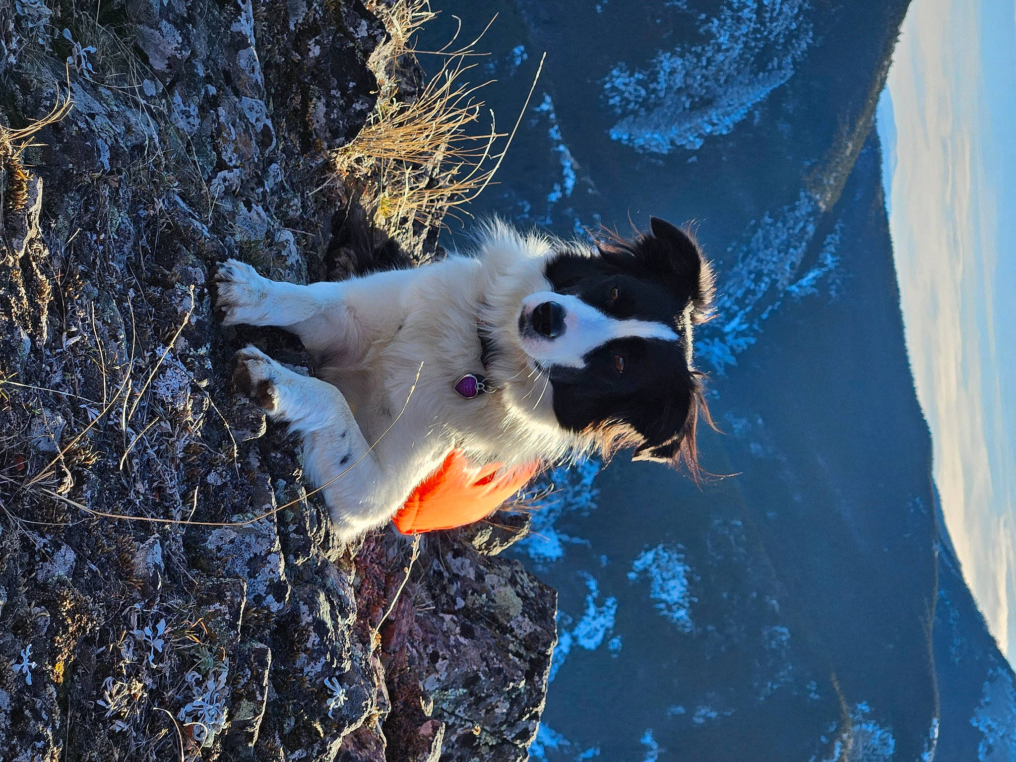 Wendy is registered to the contest to win money with this photo: adventure, art, beak, canidae, carnivore, companion_dog, dog, dog_breed, electric_blue, freezing, people_in_nature, sky, soil, sporting_group, tail, twig, water, wildlife, winter, wood