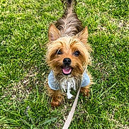 Milo is registered to the contest to win money with this photo: animal, clothing, cute, dog, ears, fur, grass, greenery, happy, hoodie, leash, nature, outdoor, pet, playful, small_dog, smiling, tongue, walking, yorkshire_terrier