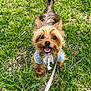 animal, clothing, cute, dog, ears, fur, grass, greenery, happy, hoodie, leash, nature, outdoor, pet, playful, small_dog, smiling, tongue, walking, yorkshire_terrier