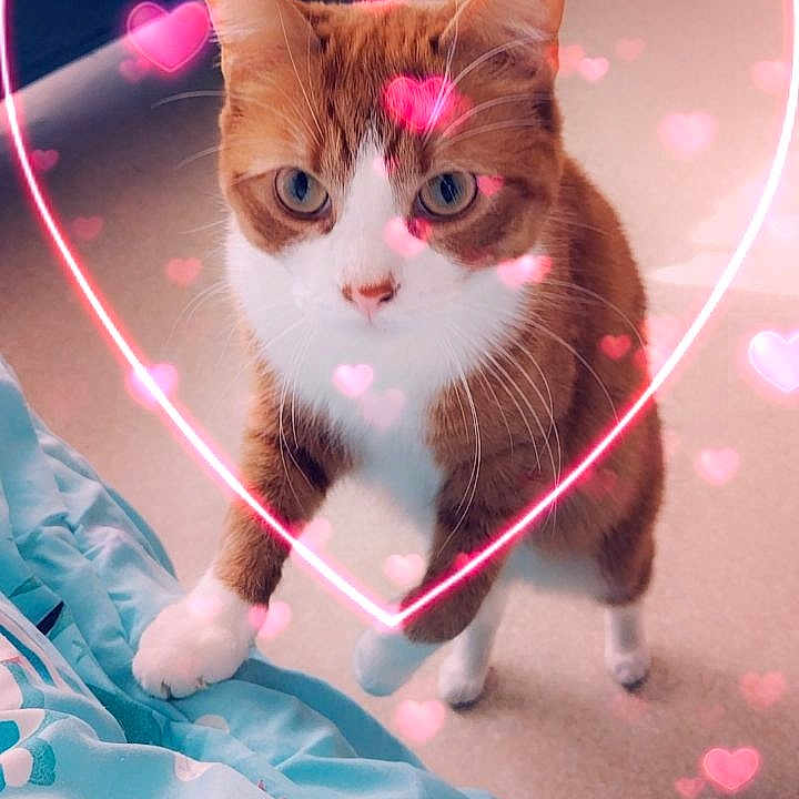 Tokyo participe au concours pour gagner de l'argent avec cette photo : abyssinian, advertisement, animal, cat, computerhardware, electronics, envelope, face, greetingcard, hardware, head, kitten, mail, manx, monitor, person, pet, photography, poster, screen