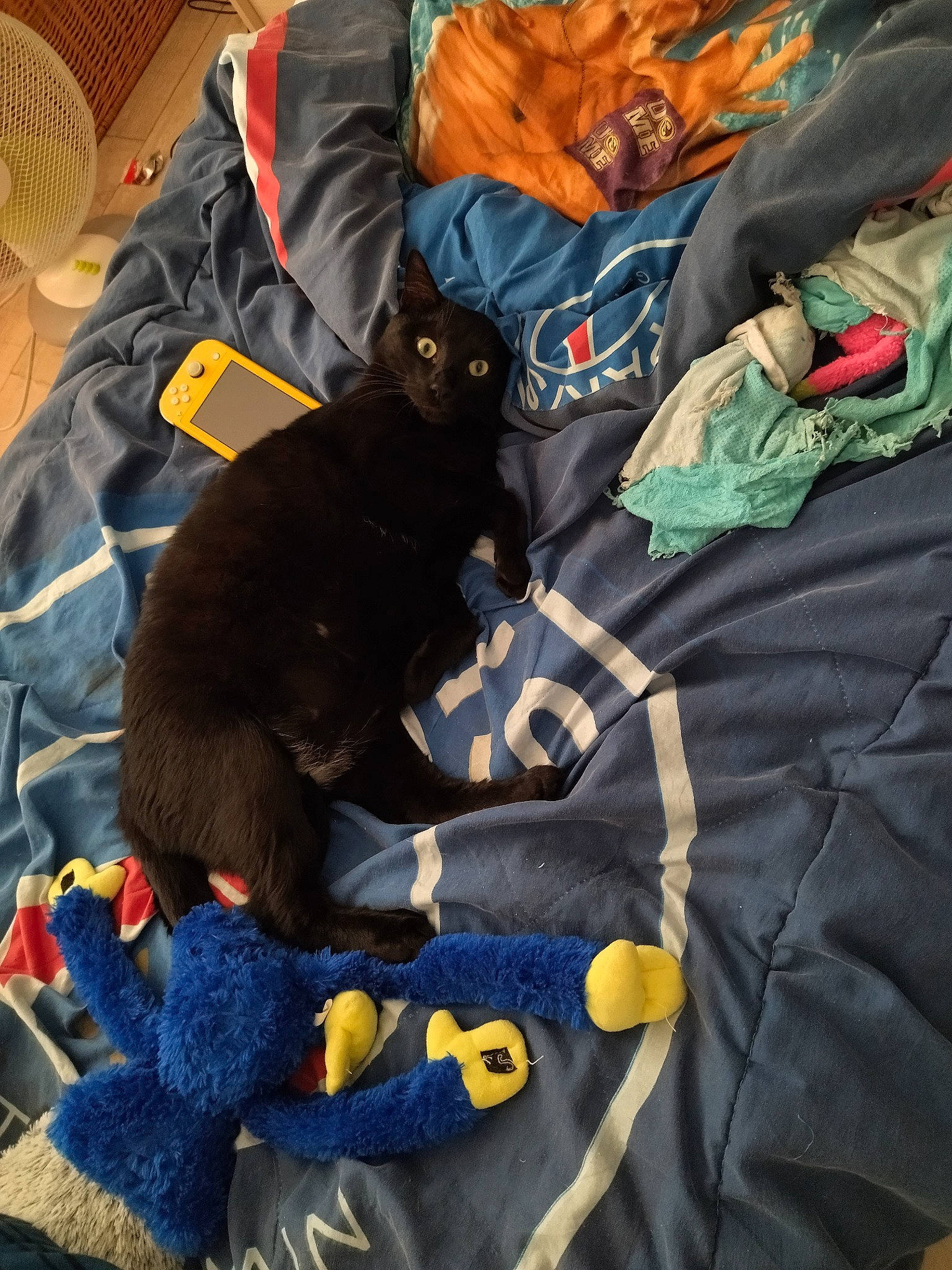 Timine participe au concours pour gagner de l'argent avec cette photo : bag, black_cat, bombay, carnivore, cat, comfort, domestic_short_haired_cat, electric_blue, felidae, fur, grey, linens, luggage_and_bags, mechanical_fan, orange, room, sleeve, small_to_medium_sized_cats, tail, whiskers