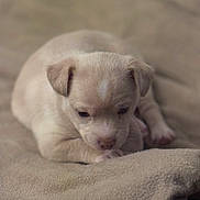 Gizmo is registered to the contest to win money with this photo: puppy, dog, beige, cute, sleepy, blanket, soft, fur, pet, animal, cozy, small, young, indoors, resting, cute_animal, closeup, adorable, snuggled, warm