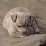 puppy, dog, beige, cute, sleepy, blanket, soft, fur, pet, animal, cozy, small, young, indoors, resting, cute_animal, closeup, adorable, snuggled, warm