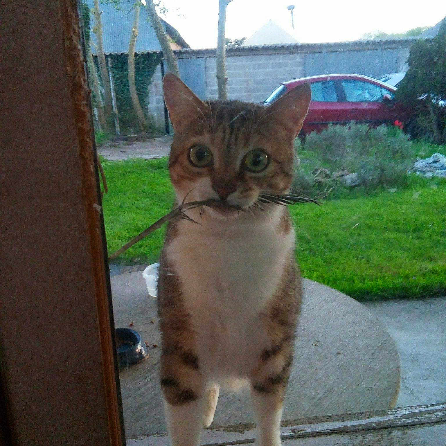 Tigrou Appelé Pupuce