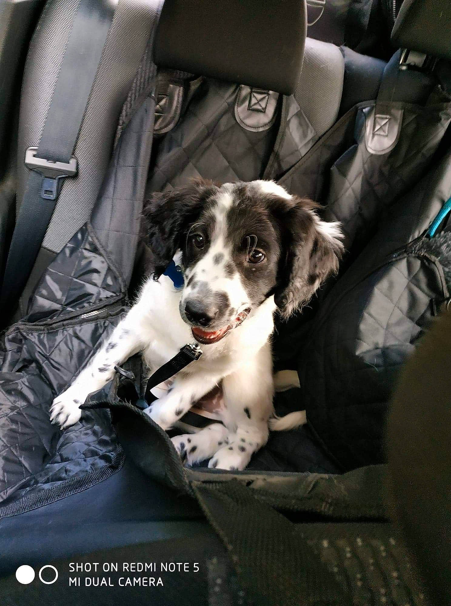 Snoopy a rejoint le concours — aidez-le/la à gagner de superbes lots ! canidae, car_seat, carnivore, companion_dog, dog, dog_breed, drentse_patrijshond, english_springer_spaniel, pointer, pointing_breed, rare_breed_dog, snout, spaniel, sporting_group