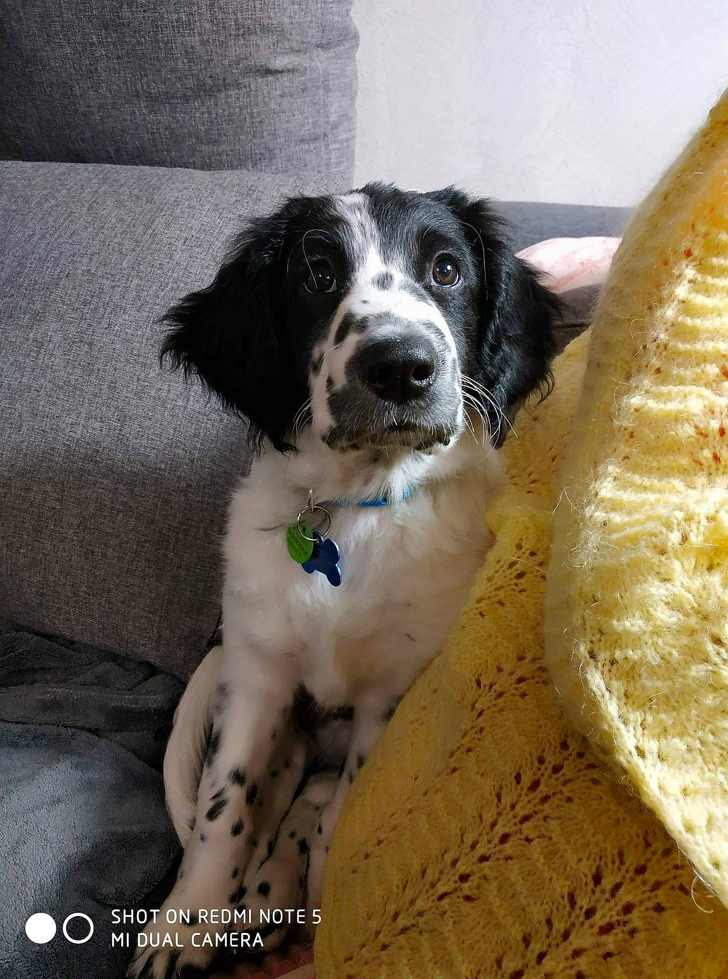 Snoopy a rejoint le concours — aidez-le/la à gagner de superbes lots ! braque_dauvergne, canidae, carnivore, companion_dog, dog, dog_breed, drentse_patrijshond, english_setter, english_springer_spaniel, french_spaniel, large_munsterlander, mammal, rare_breed_dog, russian_spaniel, setter, small_munsterlander, spaniel, sporting_group, stabyhoun, vertebrate