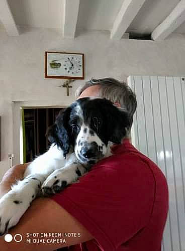Snoopy a rejoint le concours — aidez-le/la à gagner de superbes lots ! canidae, carnivore, companion_dog, dog, dog_breed, drentse_patrijshond, english_setter, english_springer_spaniel, french_spaniel, landseer, mammal, puppy, rare_breed_dog, setter, small_munsterlander, spaniel, sporting_group, vertebrate