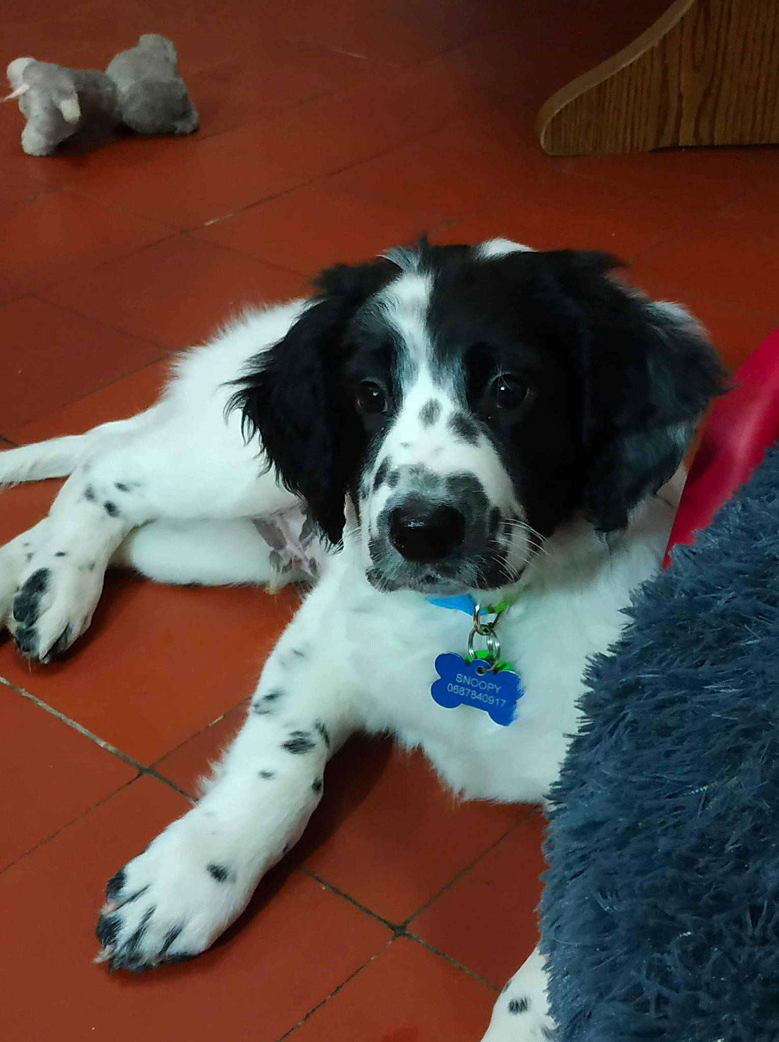 Snoopy participe au concours pour gagner de l'argent avec cette photo : braque_dauvergne, canidae, carnivore, companion_dog, dog, dog_breed, drentse_patrijshond, english_springer_spaniel, french_spaniel, landseer, large_munsterlander, mammal, rare_breed_dog, russian_spaniel, small_munsterlander, snout, spaniel, sporting_group, stabyhoun, vertebrate