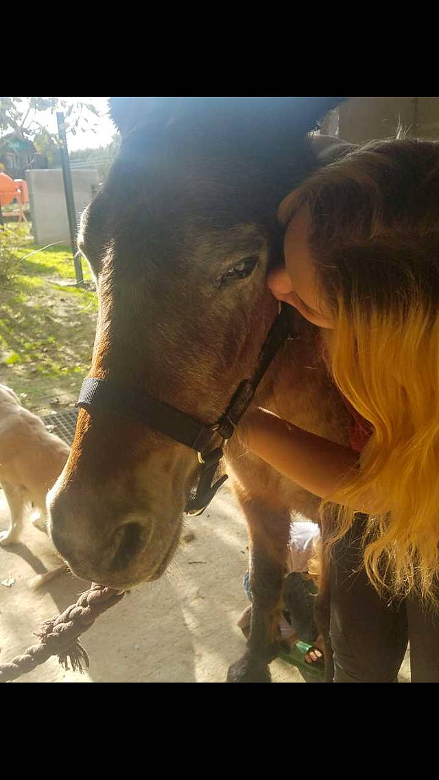 Coquine a rejoint le concours — aidez-le/la à gagner de superbes lots ! fawn, horse, livestock, mane, mare, mustang_horse, nose, photography, pony, snout, stallion, working_animal