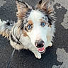 Azur a rejoint le concours — aidez-le/la à gagner de superbes lots ! dog, puppy, fluffy, blue_eyes, heterochromia, happy, smiling, open_mouth, portrait, looking_up, outdoor, asphalt, pavement, leash, walking, pet, fur, white_fur, brown_markings, pointed_ears