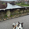 Azur participe au concours pour gagner de l'argent avec cette photo : dog, border_collie, blue_eyes, lying_down, leash, outdoor, river, bridge, stone_wall, town, village, landscape, overcast, cloudy_sky, pavement, scenic, waterway, portrait, pet, long_hair