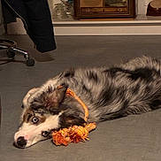 Azur a rejoint le concours — aidez-le/la à gagner de superbes lots ! dog, puppy, husky, fluffy, lying_down, floor, rope_toy, orange_toy, indoors, home, vintage_radio, furniture, dark_fur, white_fur, blue_eyes, black_nose, pet, relaxed, portrait, cozy