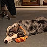 dog, puppy, husky, fluffy, lying_down, floor, rope_toy, orange_toy, indoors, home, vintage_radio, furniture, dark_fur, white_fur, blue_eyes, black_nose, pet, relaxed, portrait, cozy