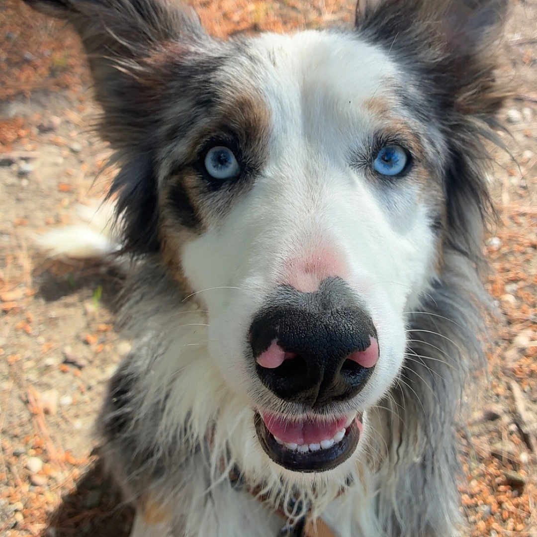 Azur participe au concours pour gagner de l'argent avec cette photo : dog, border_collie, blue_eyes, fluffy, long_hair, black_and_white, portrait, close_up, smiling, happy, outdoors, forest, trail, pine_needles, ground, sunlight, leash, collar, standing, pet