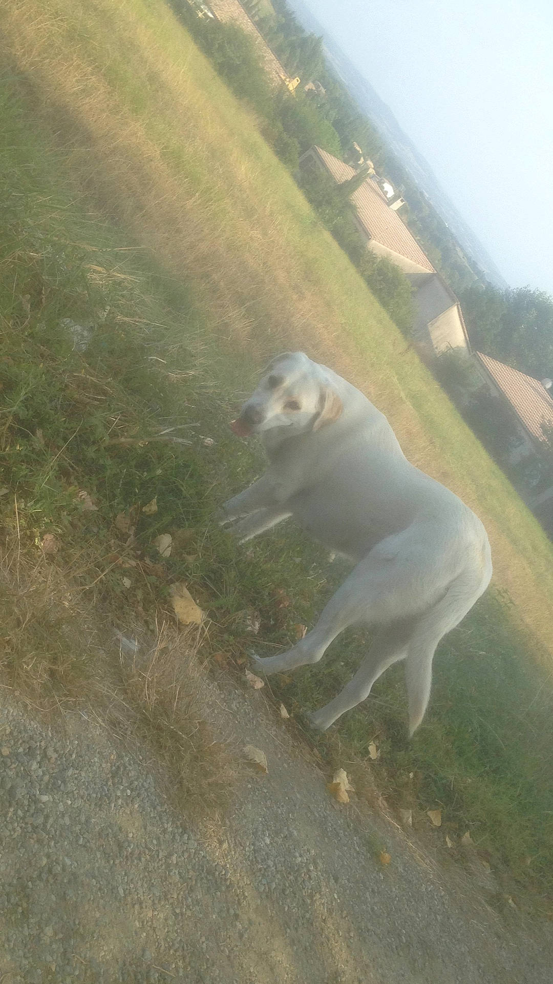 Neige a rejoint le concours — aidez-le/la à gagner de superbes lots ! american_pit_bull_terrier, canidae, carnivore, dog, dog_breed, dogo_argentino, dogo_guatemalteco, fawn, guard_dog, non_sporting_group, sporting_group