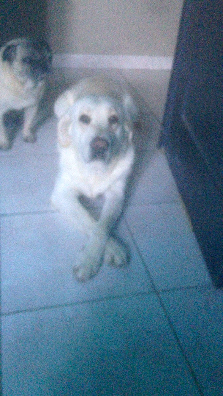 Neige a rejoint le concours — aidez-le/la à gagner de superbes lots ! canidae, carnivore, companion_dog, dog, dog_breed, fawn, great_pyrenees, kintamani, labrador_retriever, mammal, mucuchies, nose, puppy, retriever, small_greek_domestic_dog, sporting_group, vertebrate