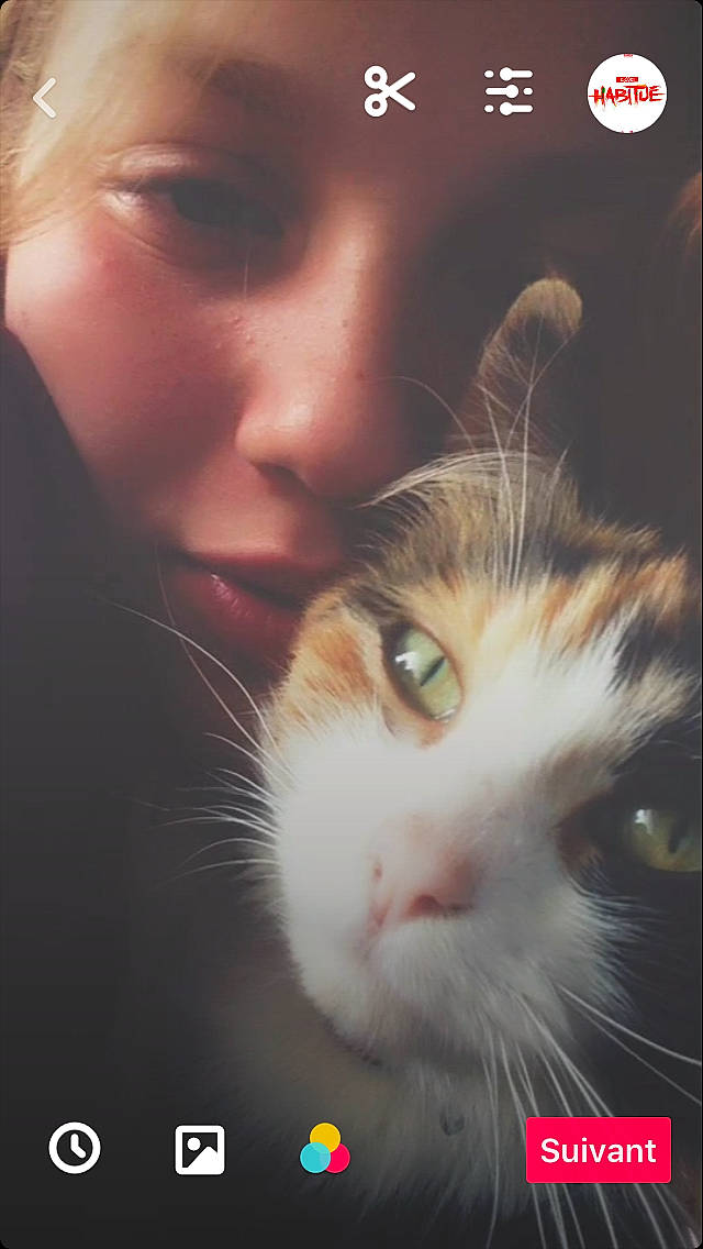 Blanche participe au concours pour gagner de l'argent avec cette photo : carnivore, cat, european_shorthair, felidae, fur, kitten, nose, organism, photo_caption, photography, selfie, small_to_medium_sized_cats, snout, whiskers