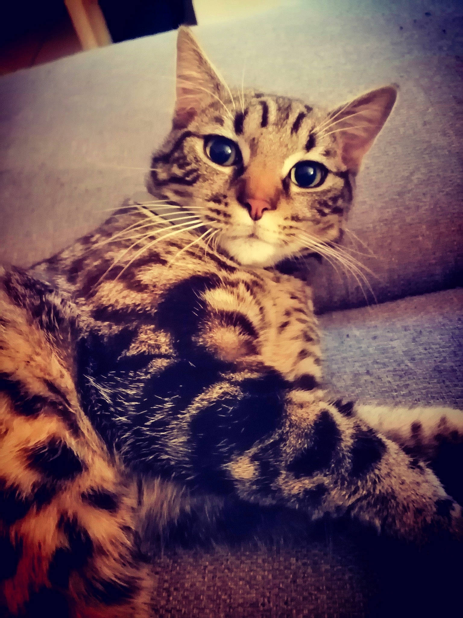 Simba participe au concours pour gagner de l'argent avec cette photo : beauty, carnivore, cat, comfort, domestic_short_haired_cat, felidae, fur, mammal, metal, meteorological_phenomenon, morning, paw, sitting, small_to_medium_sized_cats, snout, square, terrestrial_animal, vertebrate, whiskers, wildlife